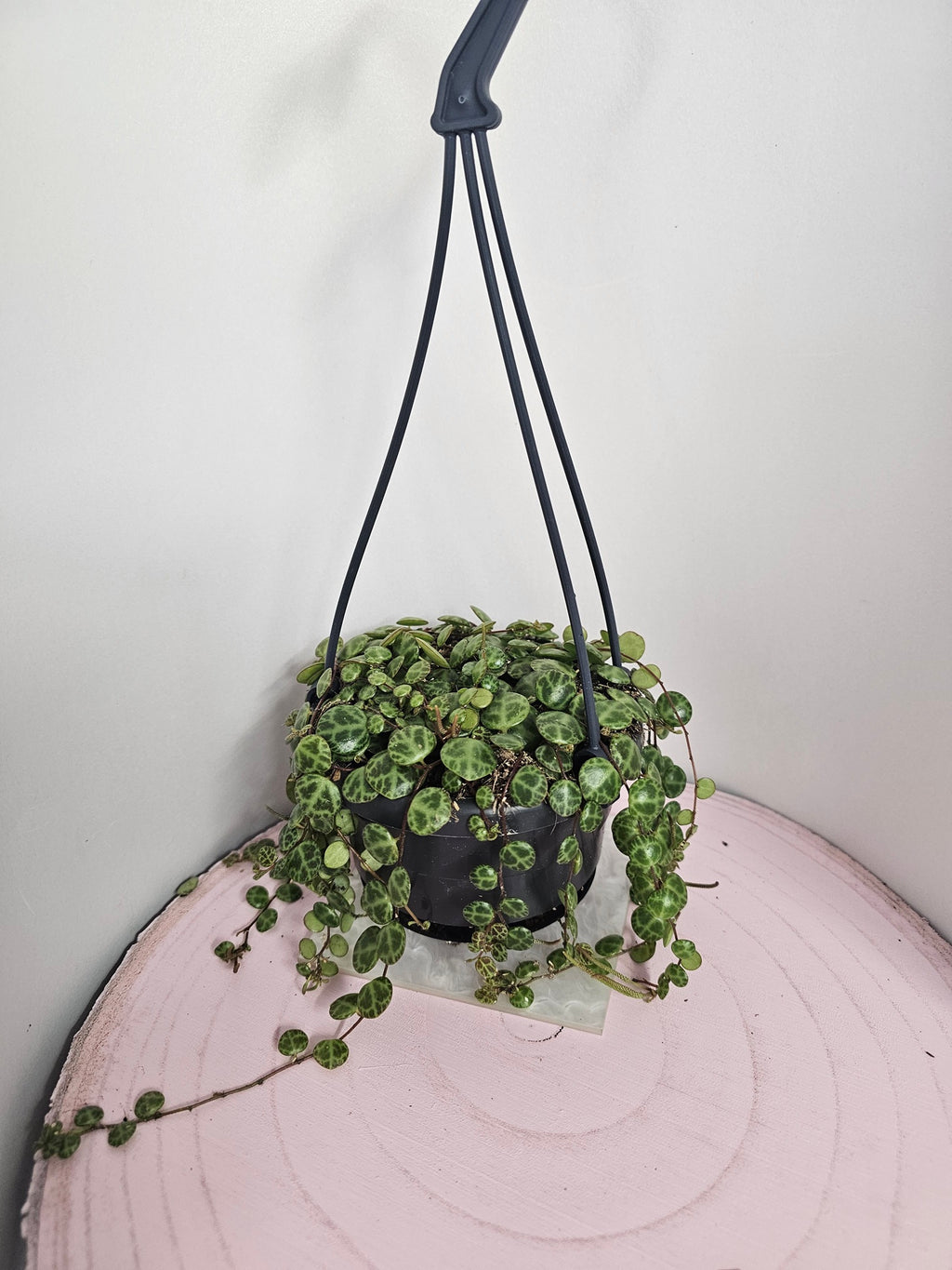 Peperomia prostrata