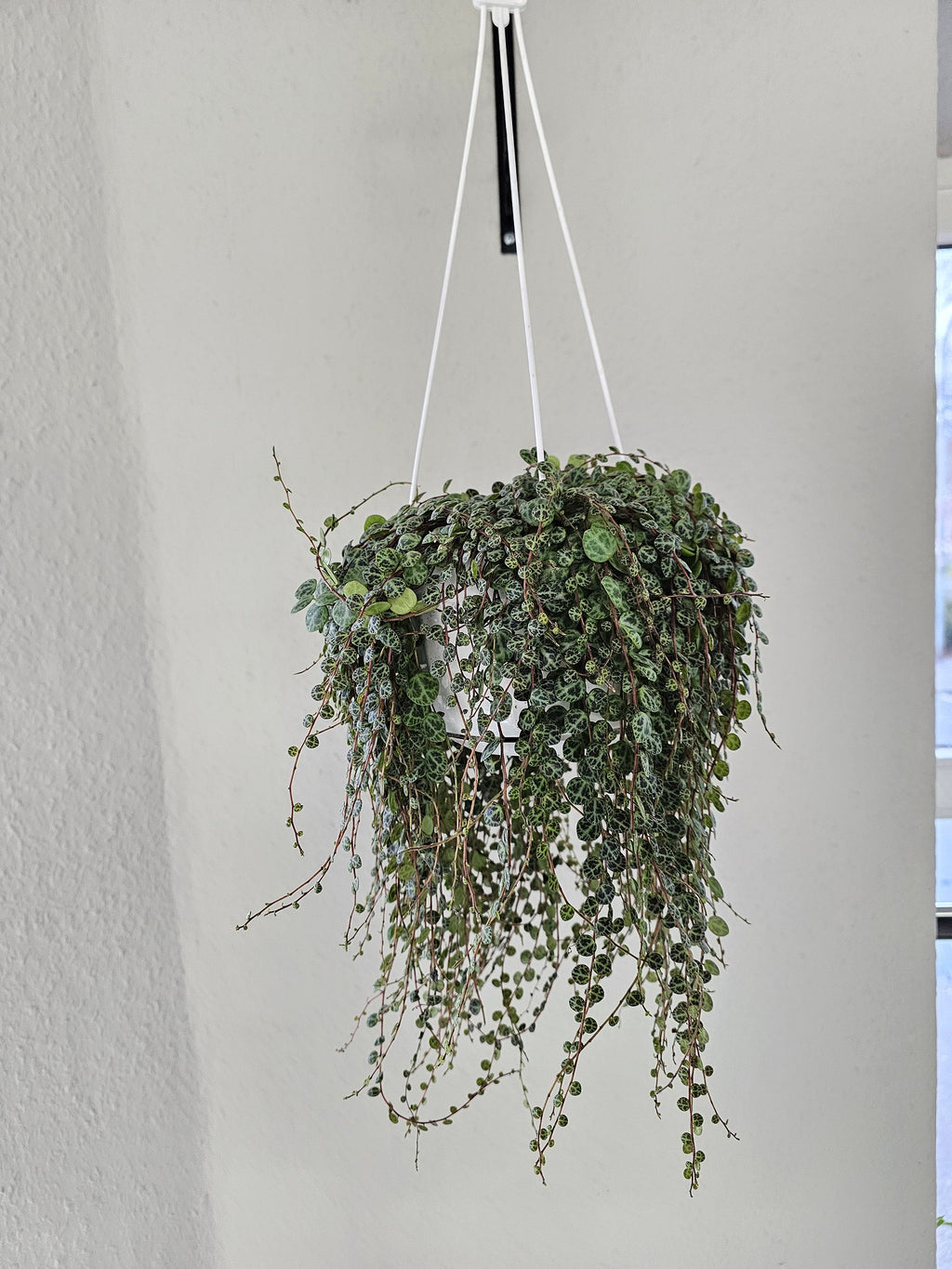 Peperomia prostrata