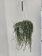 Peperomia prostrata