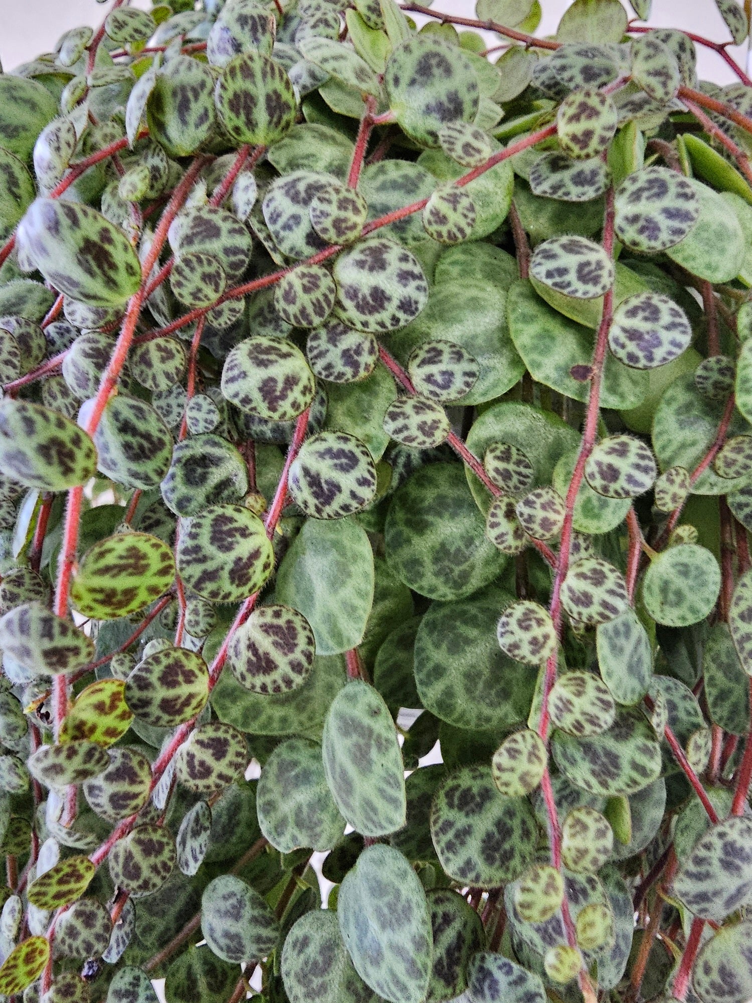 Peperomia prostrata