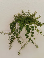 Peperomia prostrata