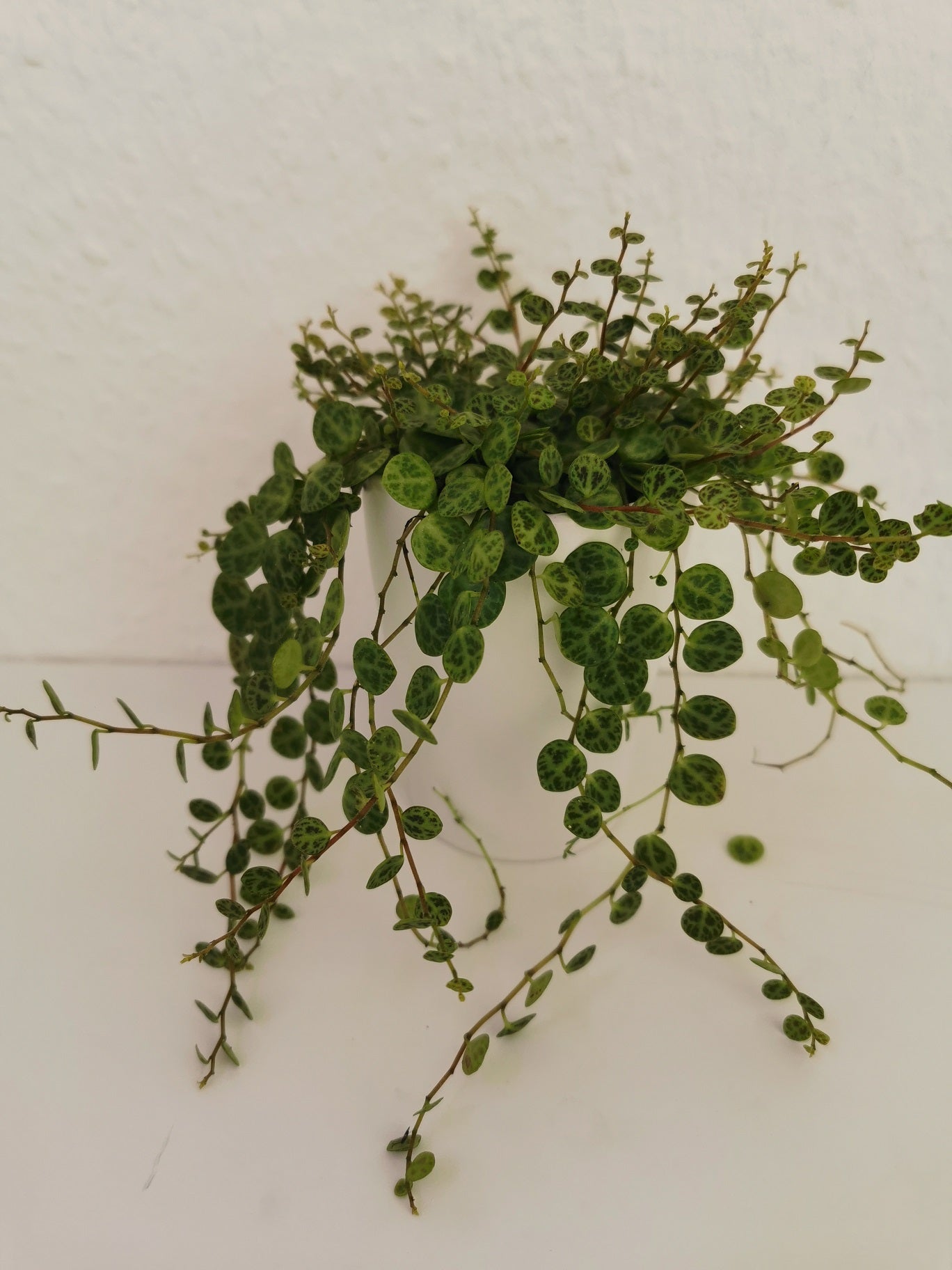 Peperomia prostrata