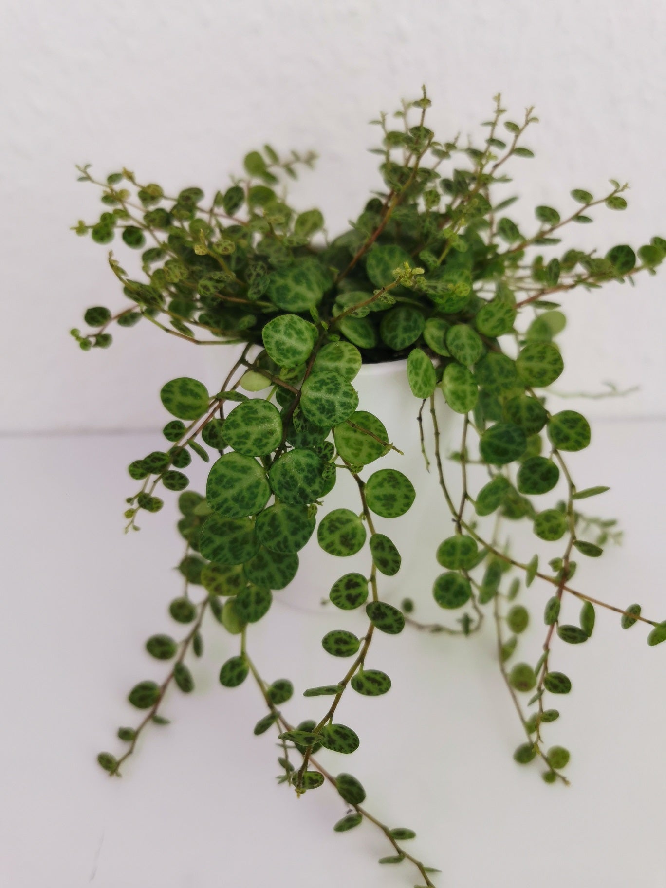 Peperomia prostrata