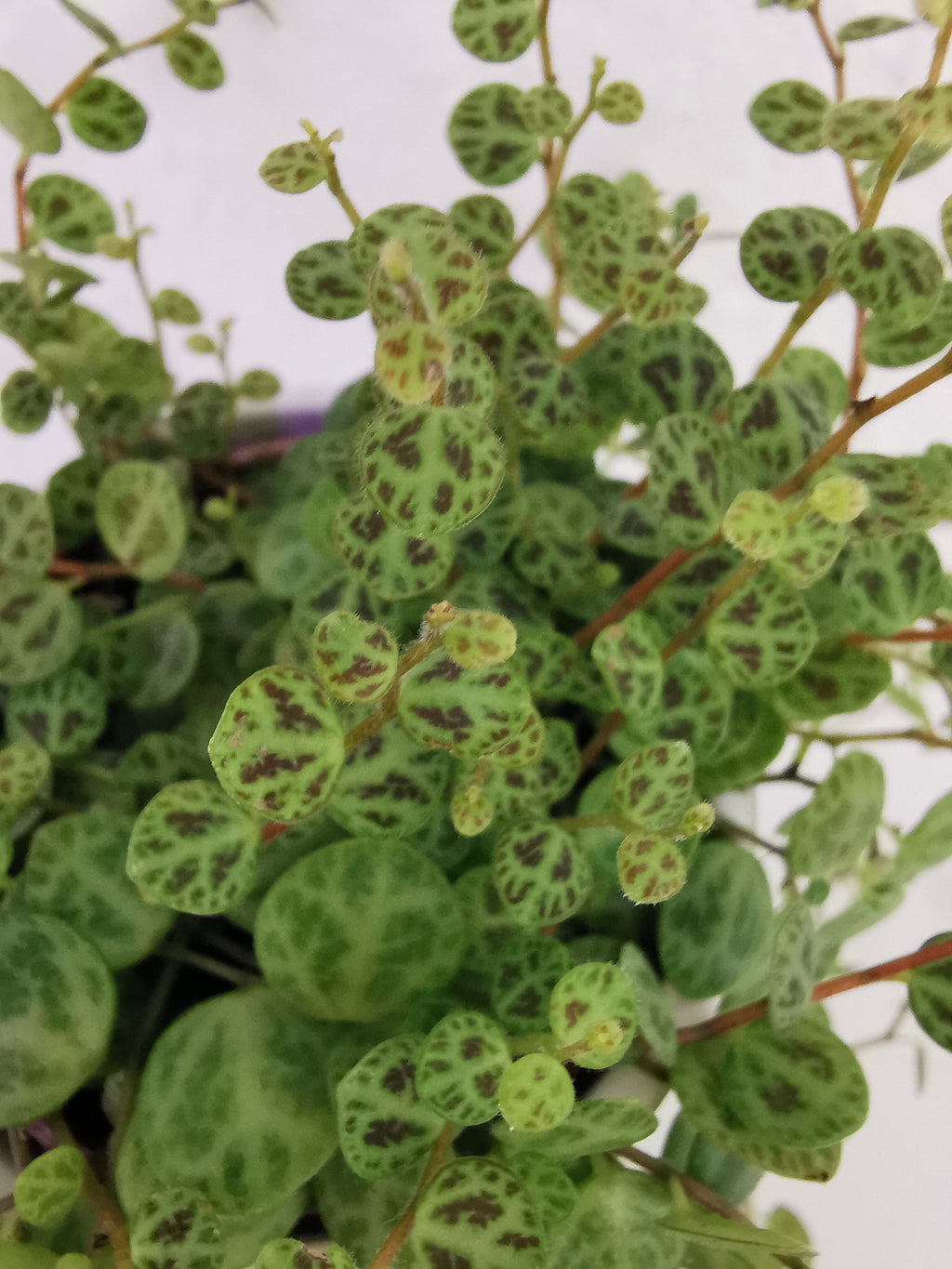 Peperomia prostrata