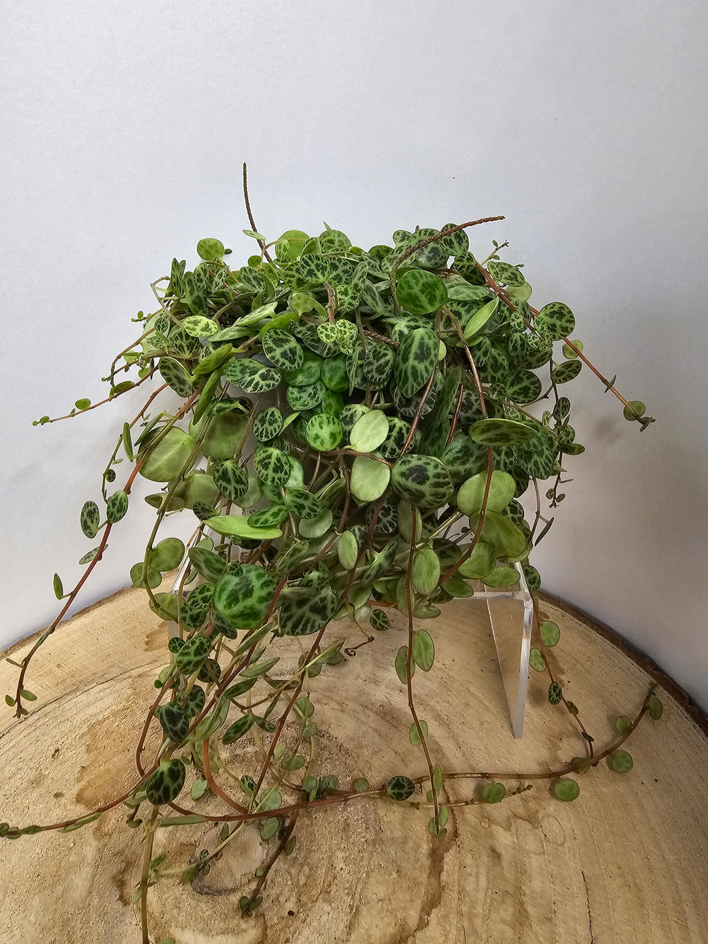 Peperomia prostrata