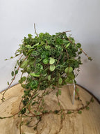 Peperomia prostrata