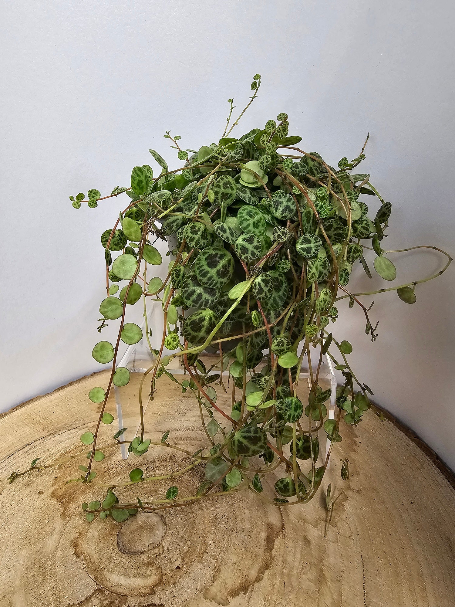 Peperomia prostrata