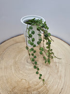 Peperomia prostrata