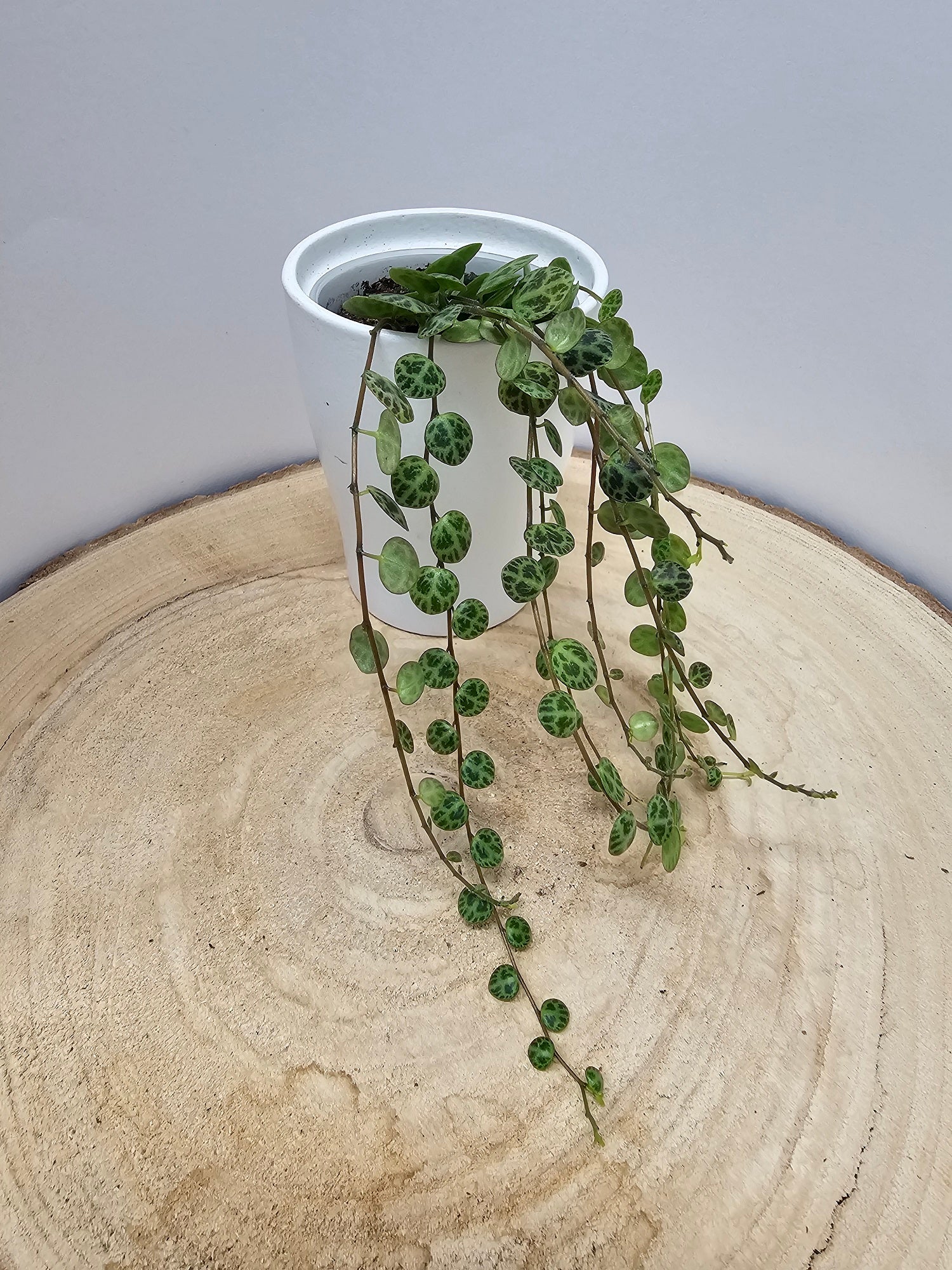 Peperomia prostrata