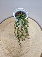 Peperomia prostrata