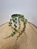 Peperomia prostrata