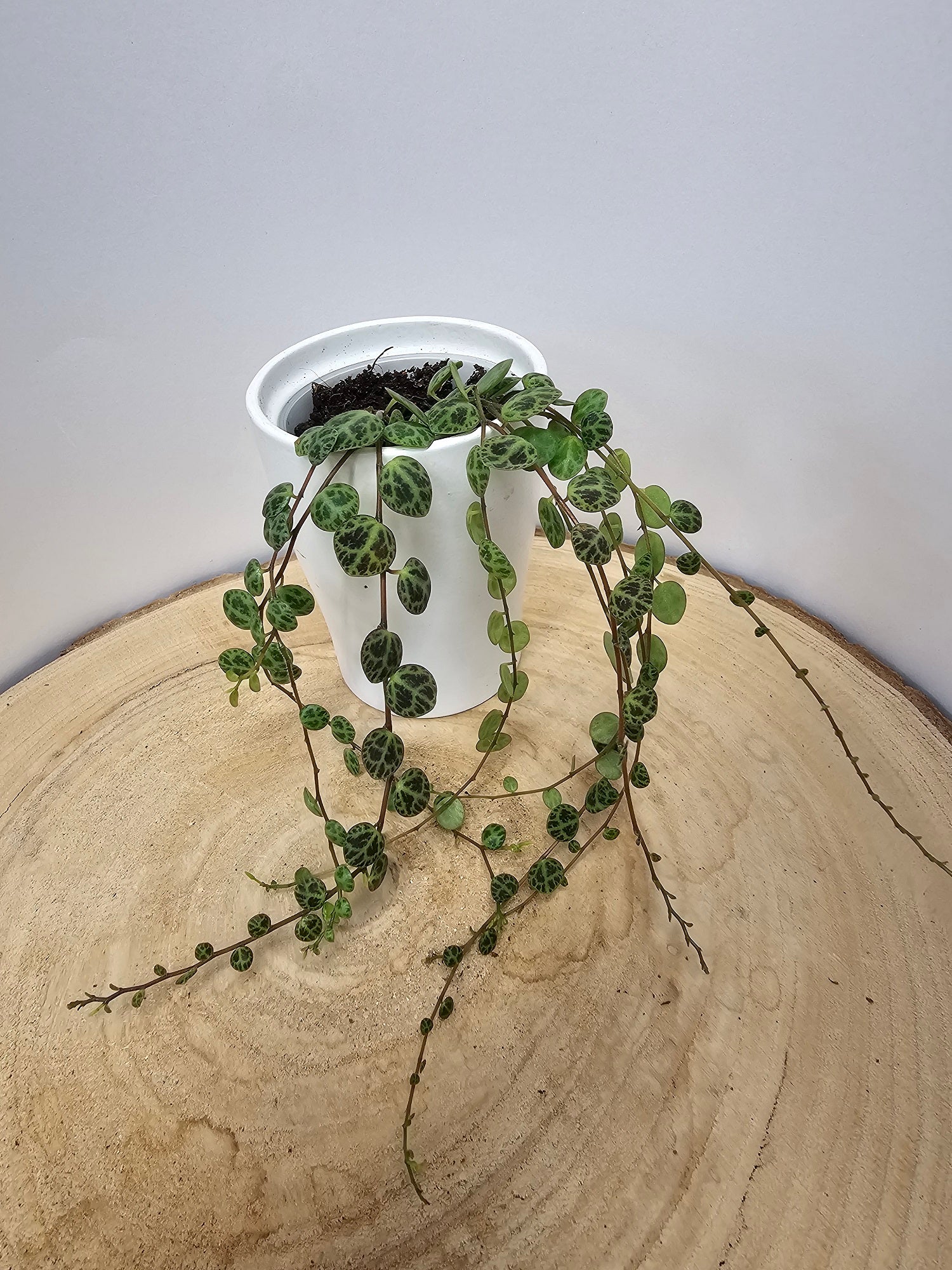 Peperomia prostrata