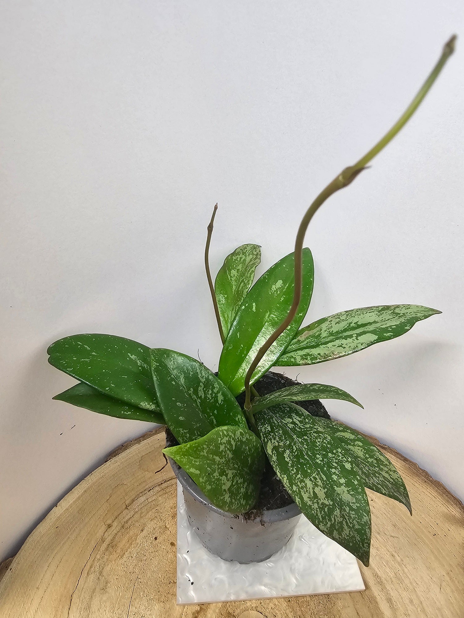Hoya pubicalyx pink splash