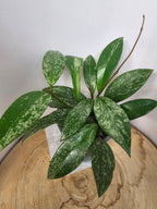 Hoya pubicalyx pink splash