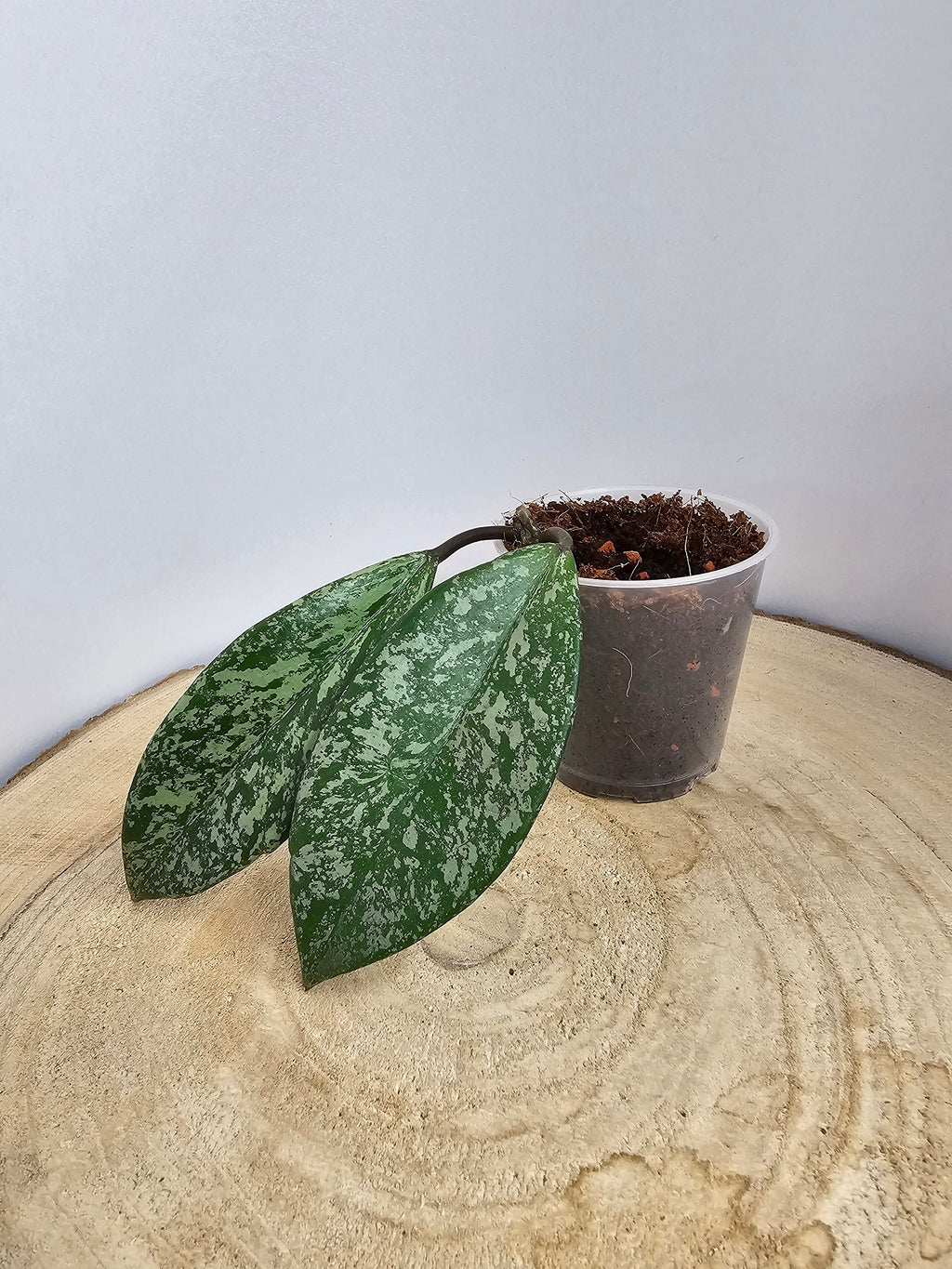 Hoya pubicalyx pink splash