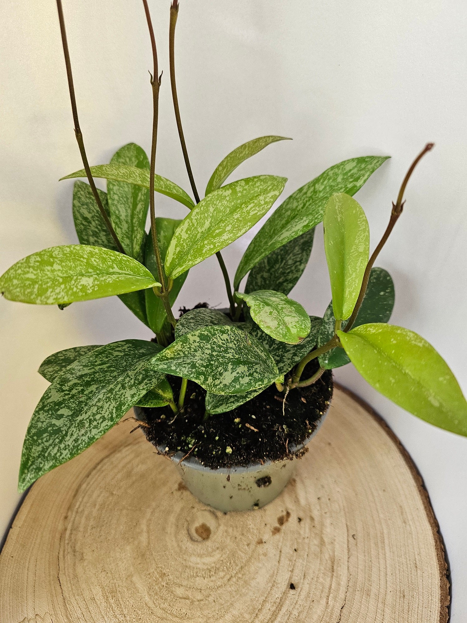 Hoya pubicalyx pink splash