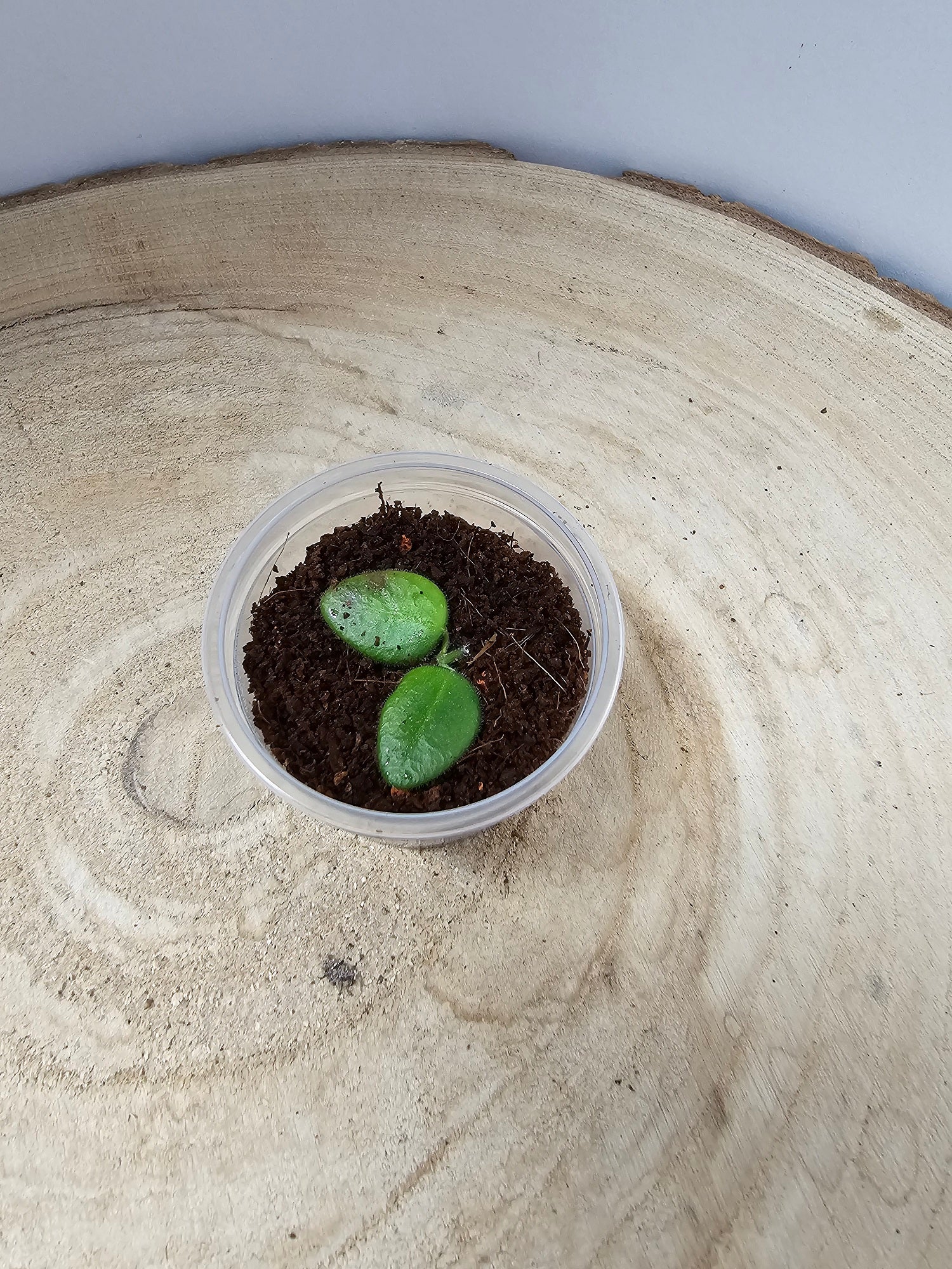 Hoya pulleana (IM-02)
