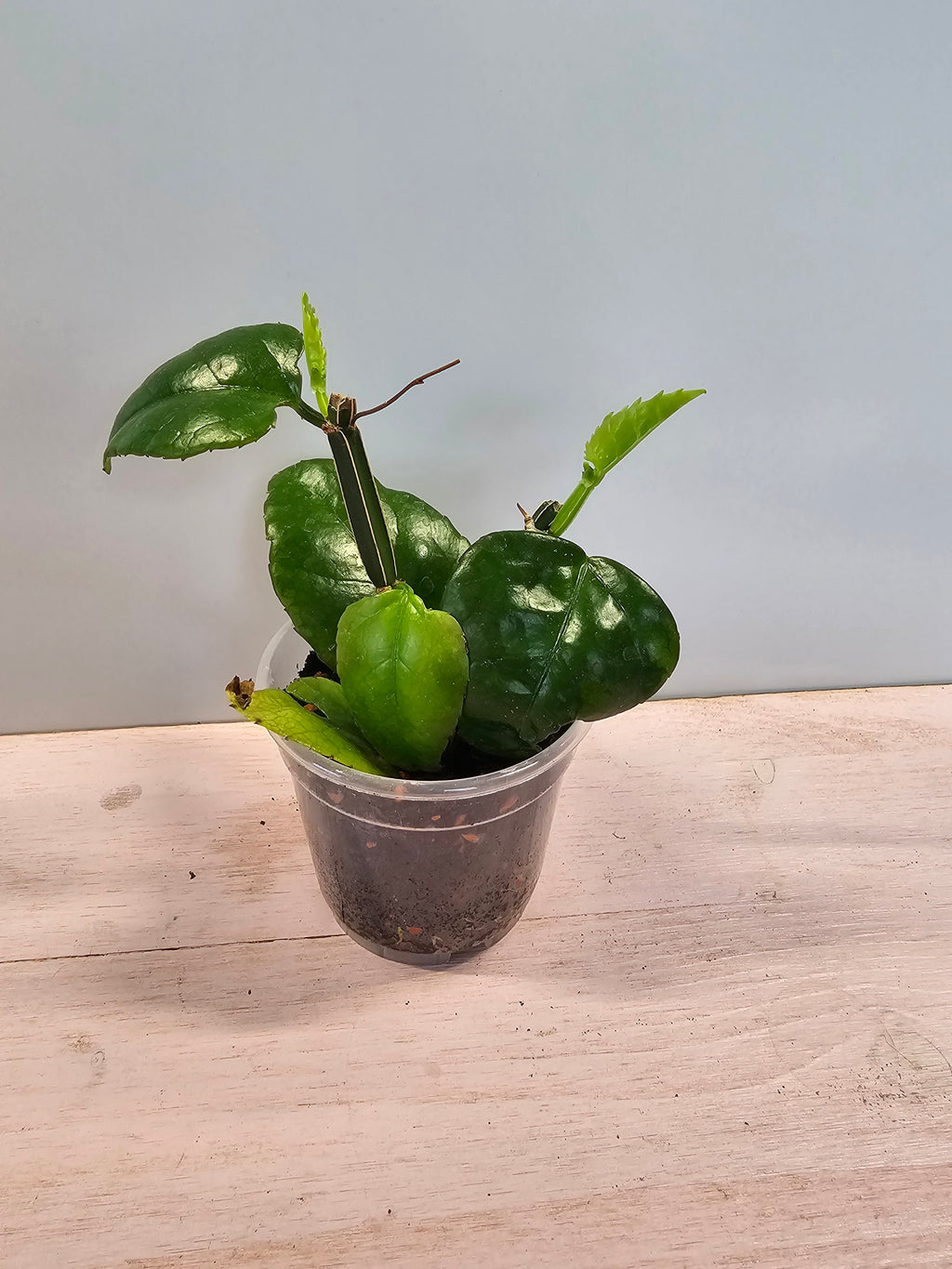 Cissus quadrangularis