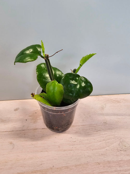 Cissus quadrangularis