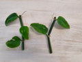 Cissus quadrangularis cutting