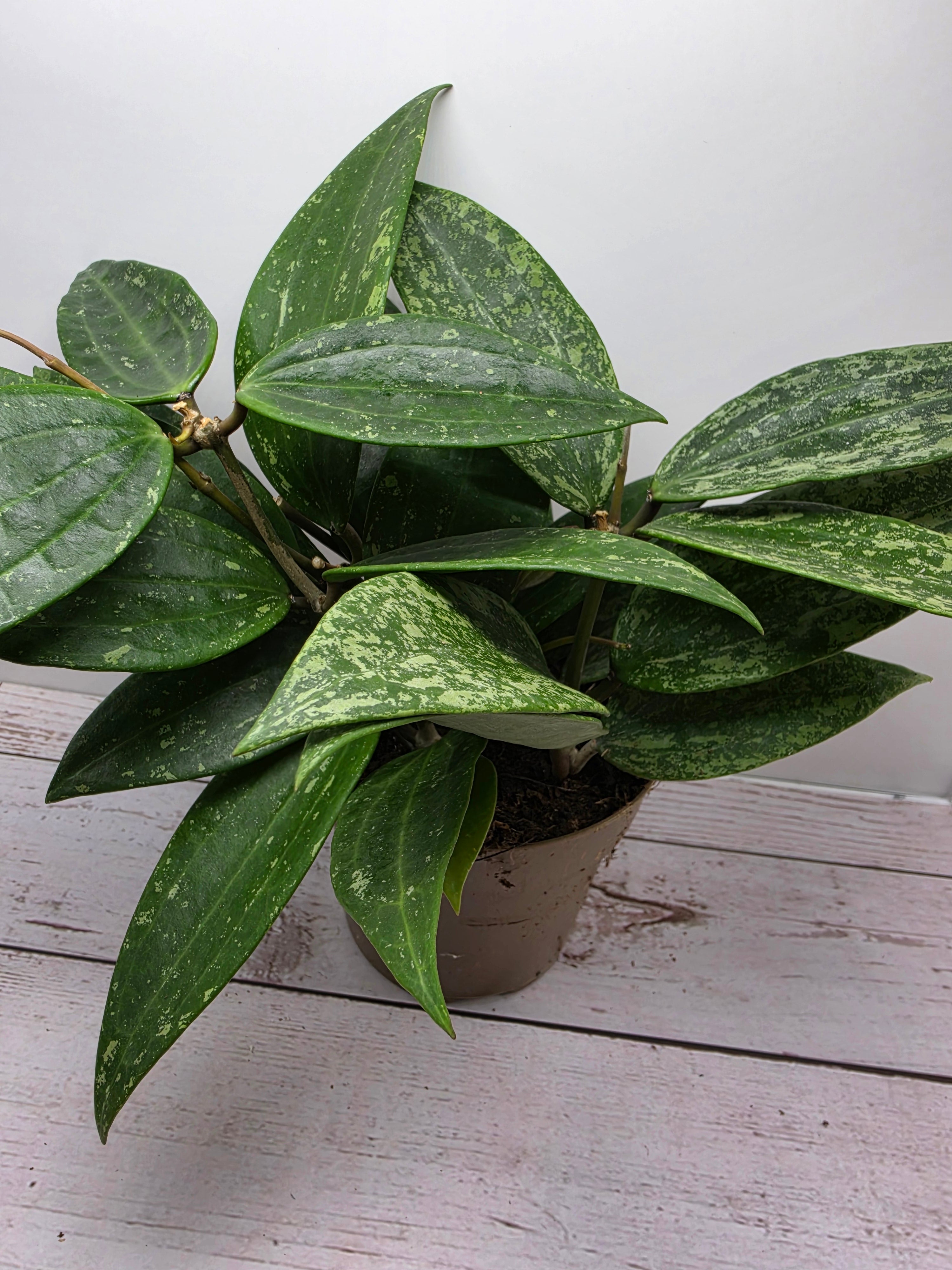 Hoya latifolia Rangsan
