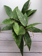 Hoya latifolia Rangsan