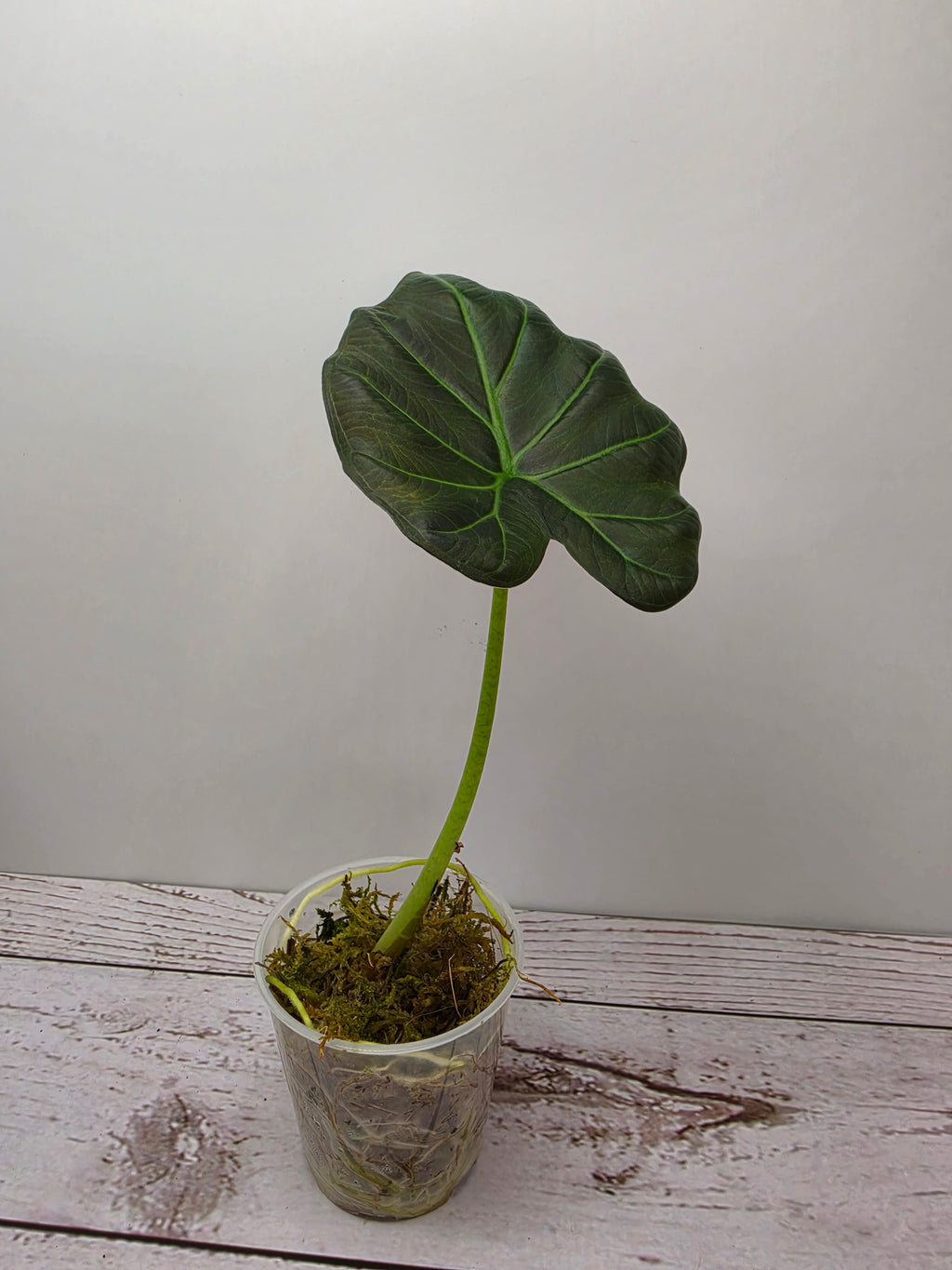 Alocasia Regal Shield
