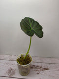 Alocasia Regal Shield