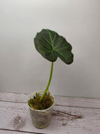 Alocasia Regal Shield