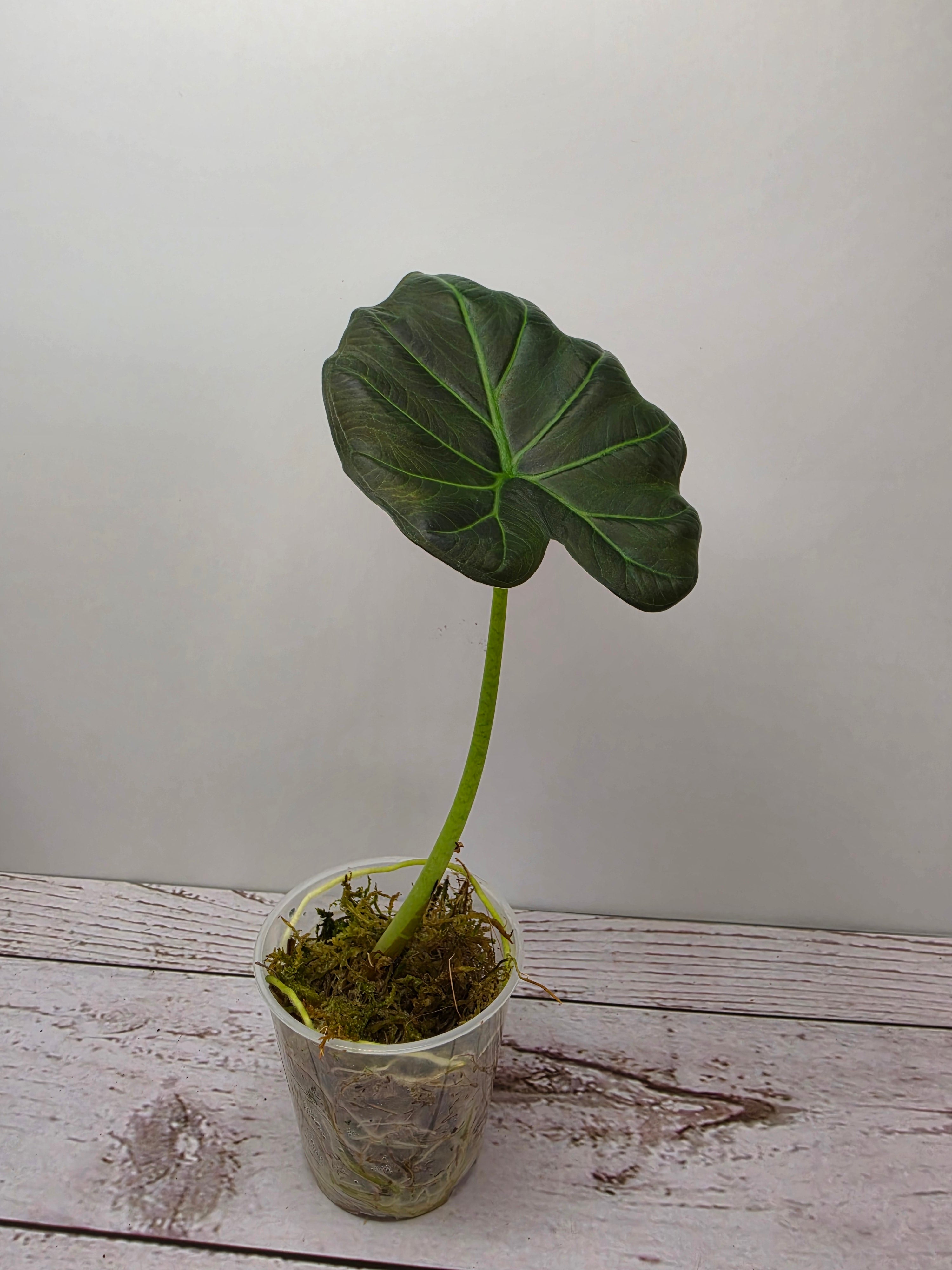Alocasia Regal Shield