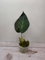 Alocasia Regal Shield