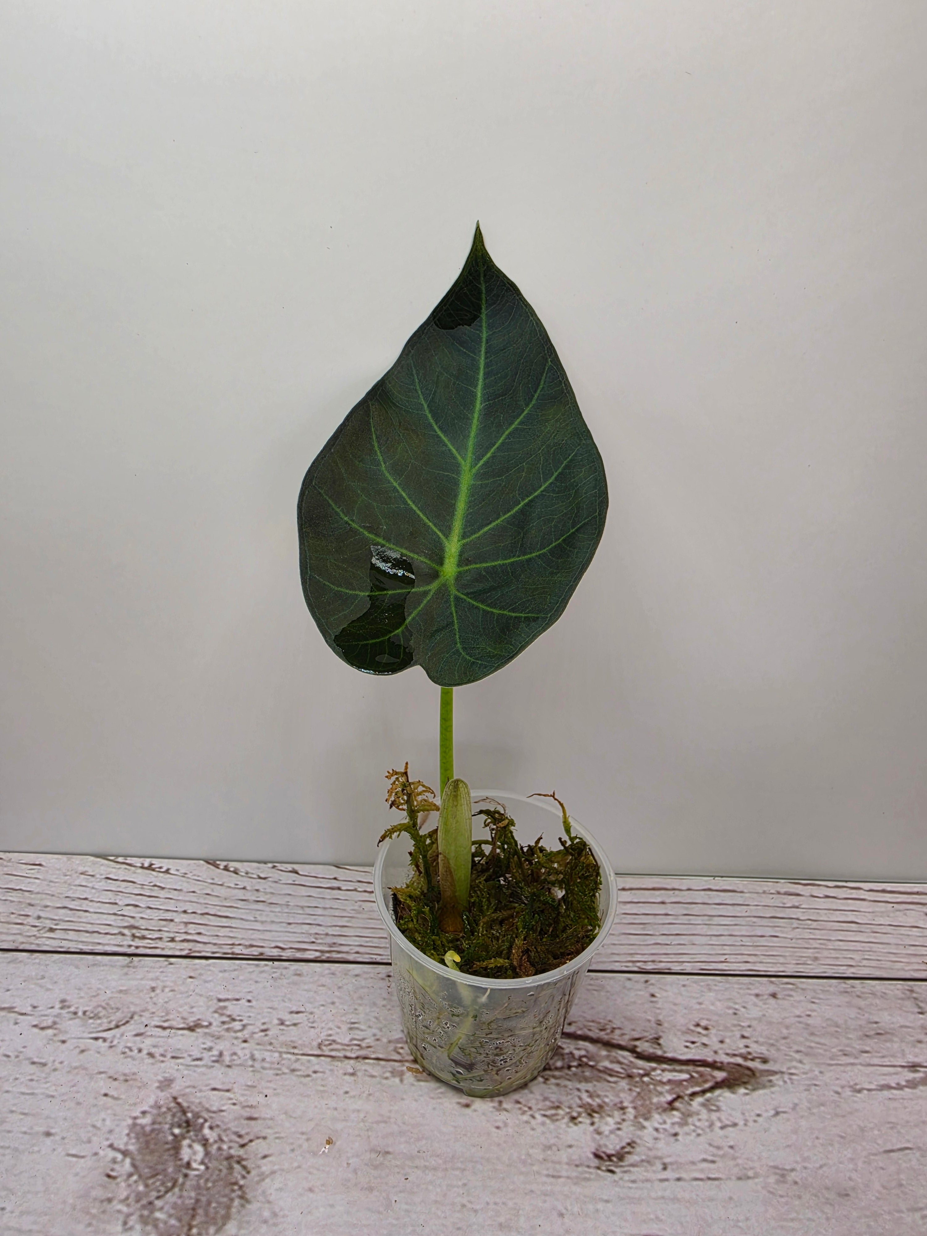 Alocasia Regal Shield