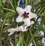 Hoya retusa