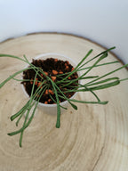 Hoya retusa
