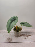 Alocasia reversa