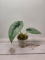 Alocasia reversa