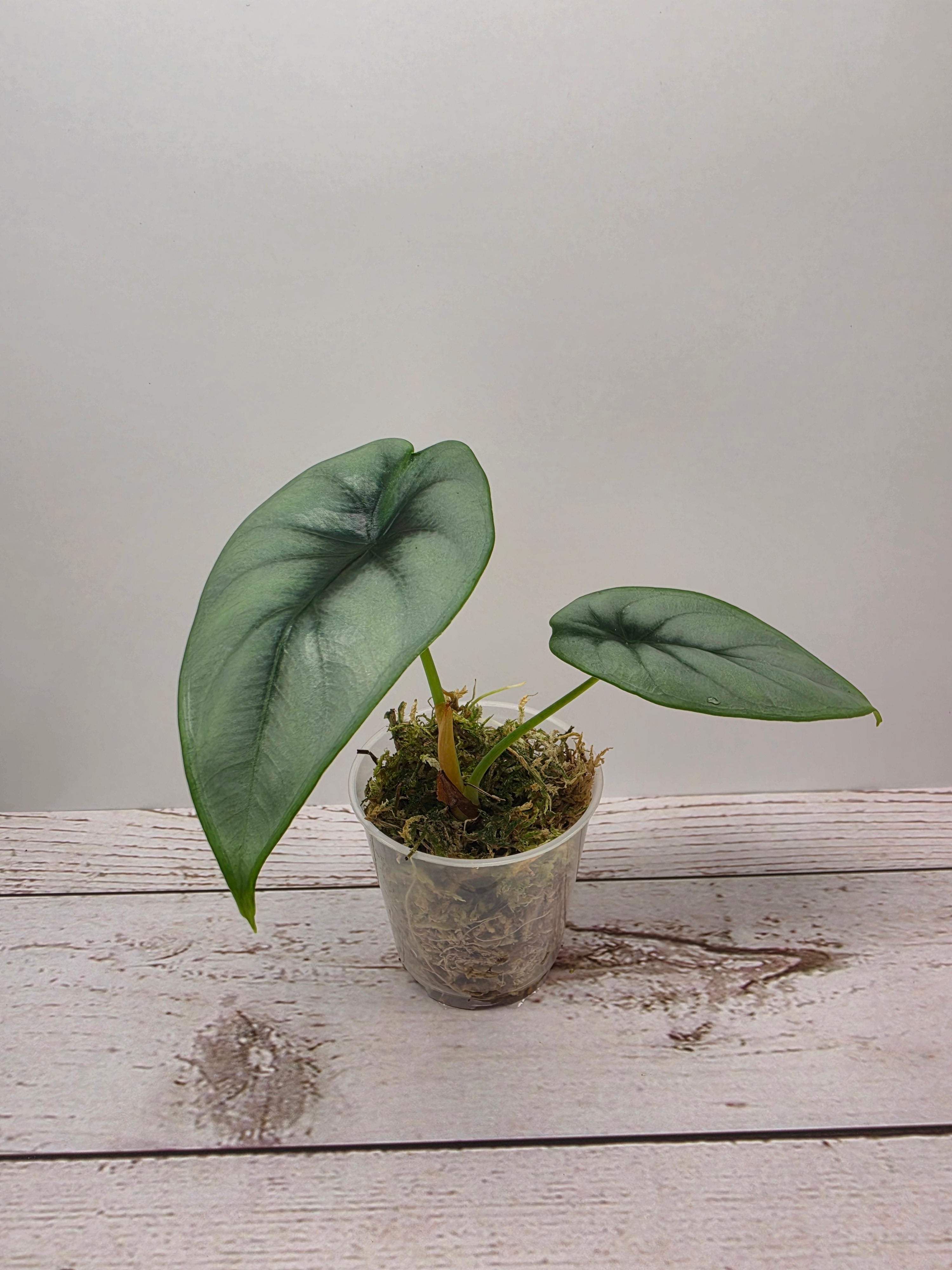 Alocasia reversa