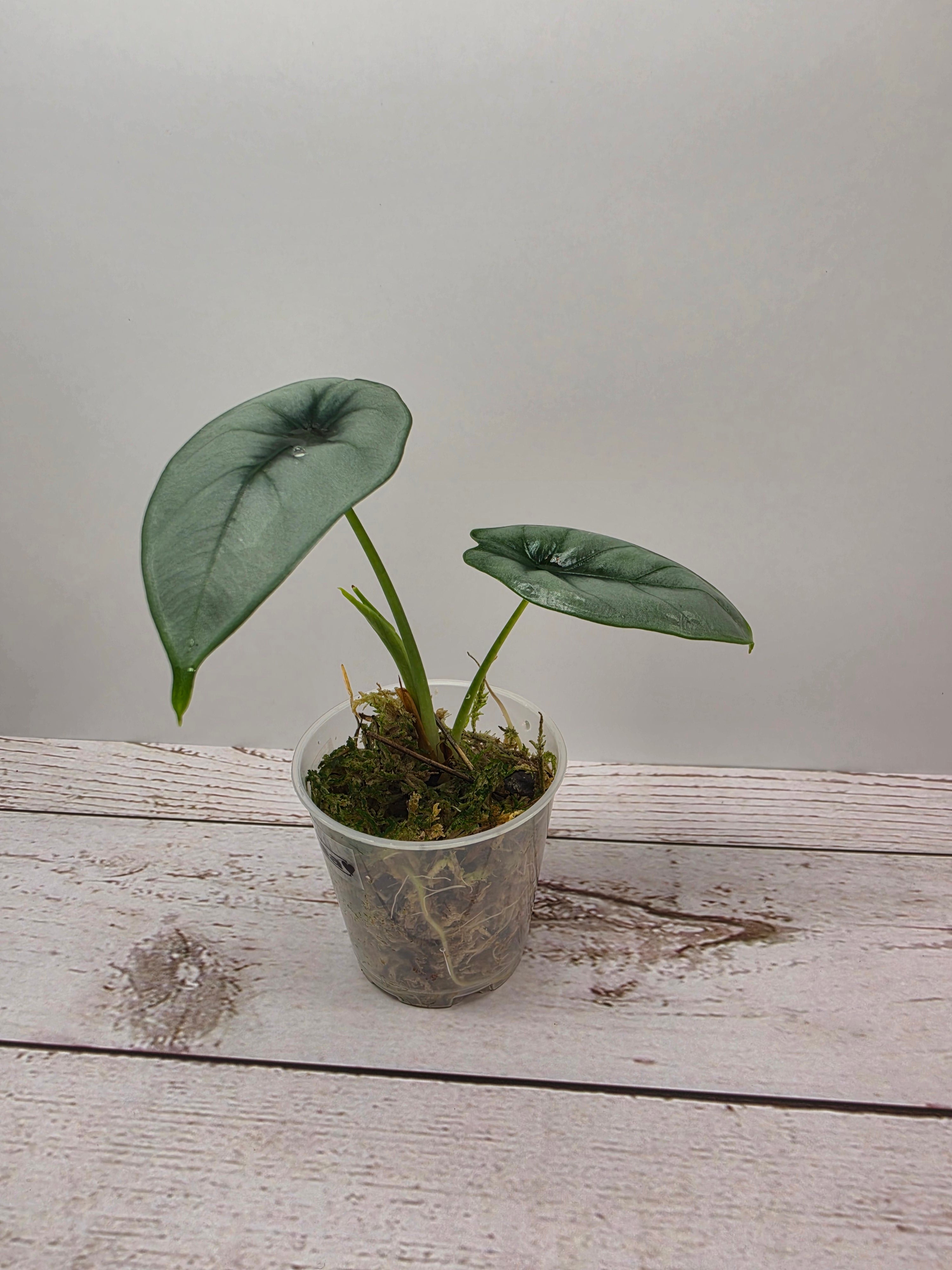 Alocasia reversa