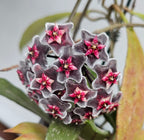 Hoya pubicalyx 'Royal Hawaiian Purple'