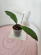 Hoya pubicalyx 'Royal Hawaiian Purple'