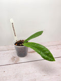 Hoya rigidifolia