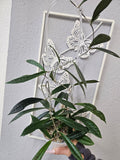 Hoya rigidifolia cutting