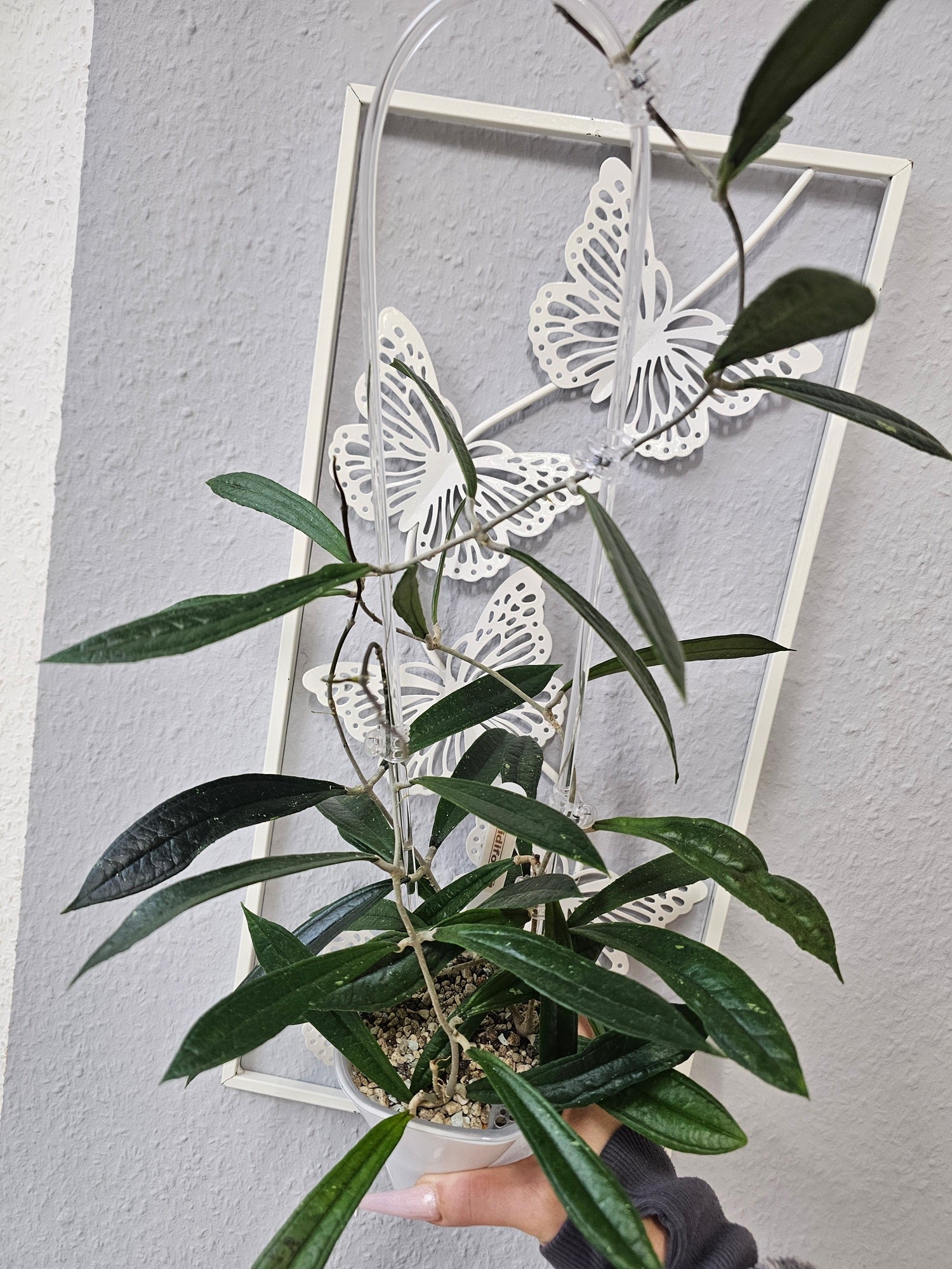 Hoya rigidifolia cutting