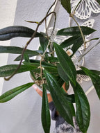 Hoya rigidifolia cutting