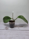 Hoya latifolia 'Rimba Perak' silver