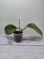 Hoya latifolia 'Rimba Perak' silver