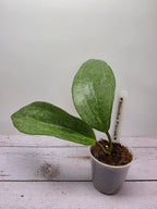 Hoya latifolia 'Rimba Perak' silver