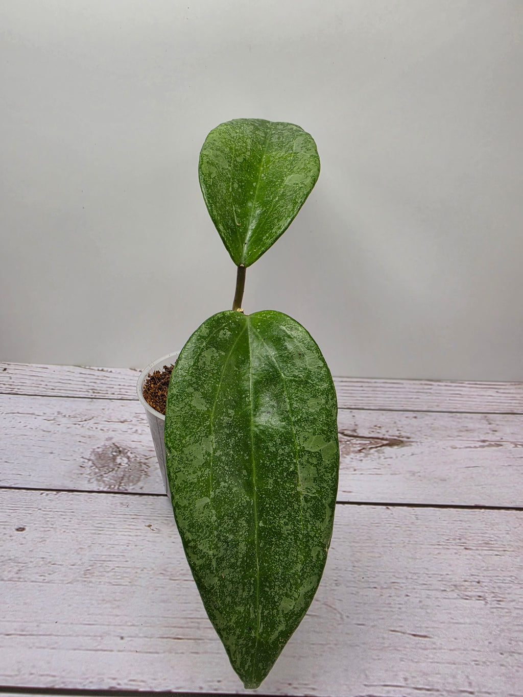 Hoya latifolia 'Rimba Perak' silver