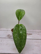 Hoya latifolia 'Rimba Perak' silver