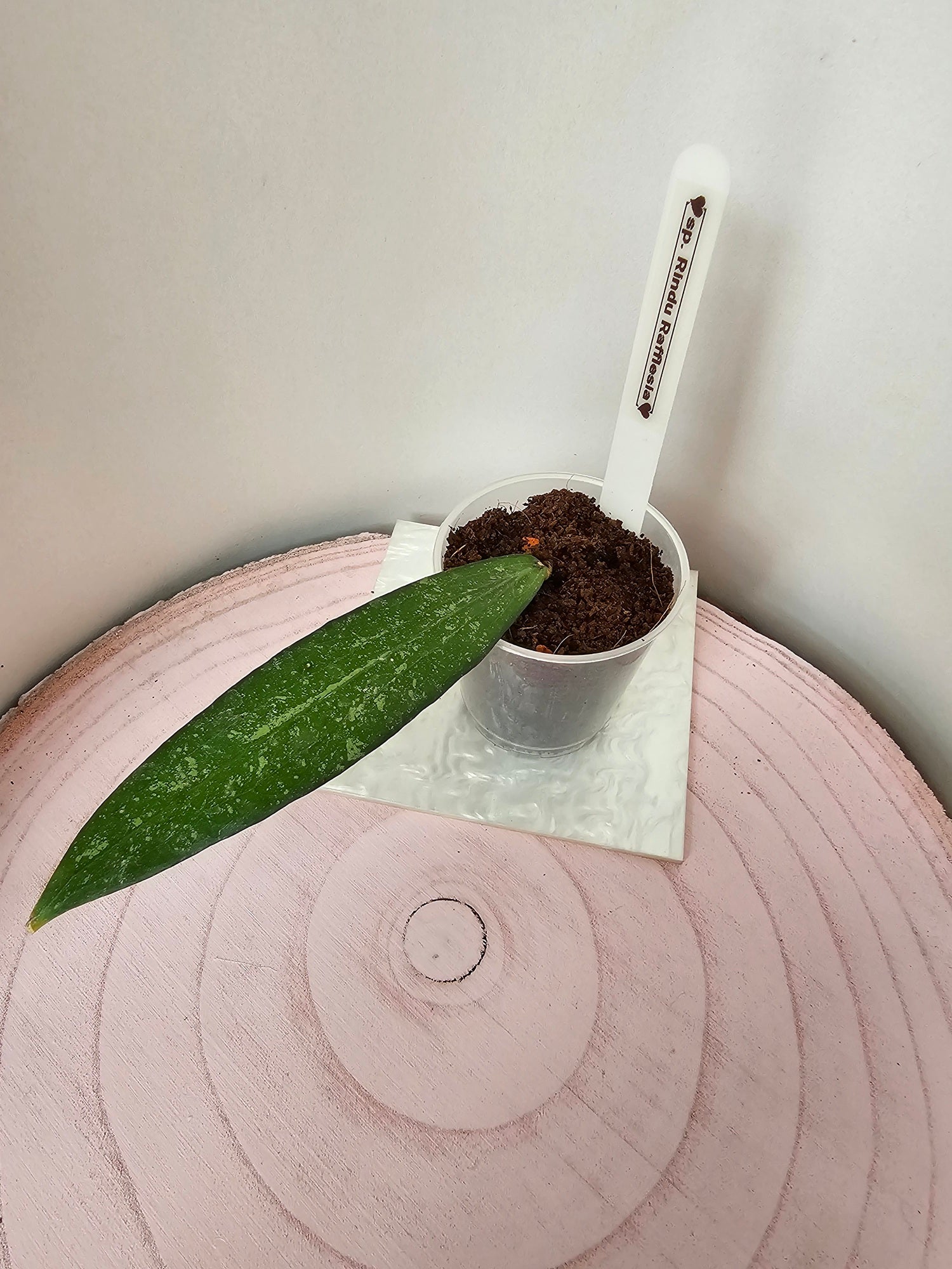 Hoya sp. Rindu Rafflesia